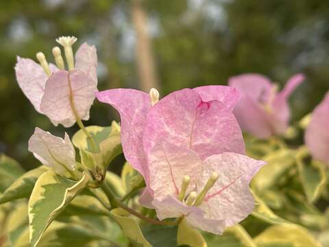 Слика од Bougainvillea