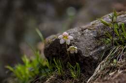 Sivun Oxalis obtriangulata Maxim. kuva