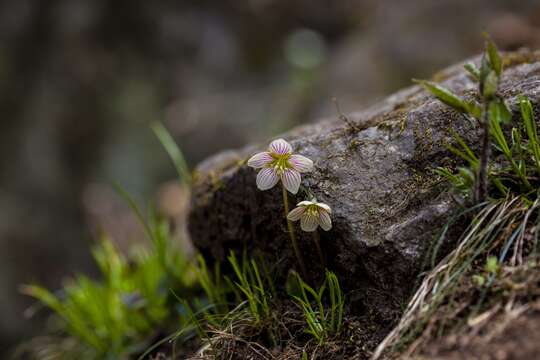 Image de Oxalis obtriangulata Maxim.