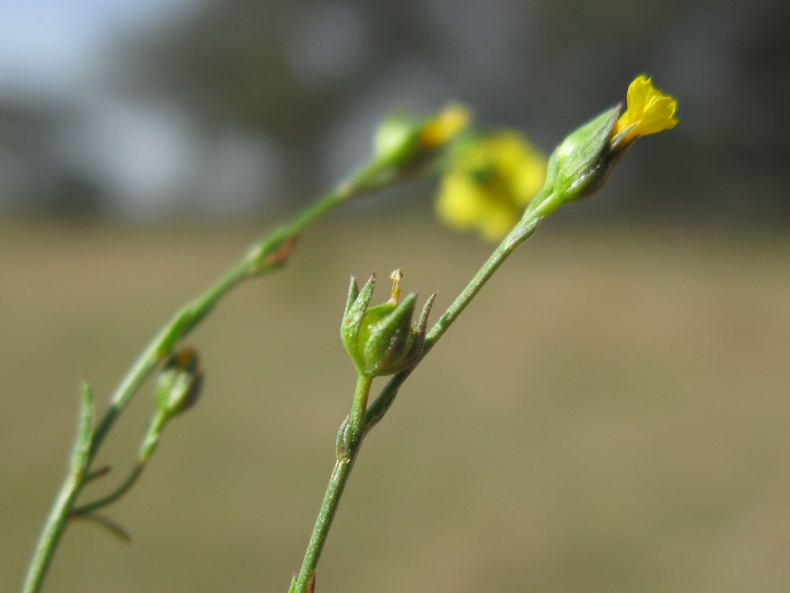 Image of French flax