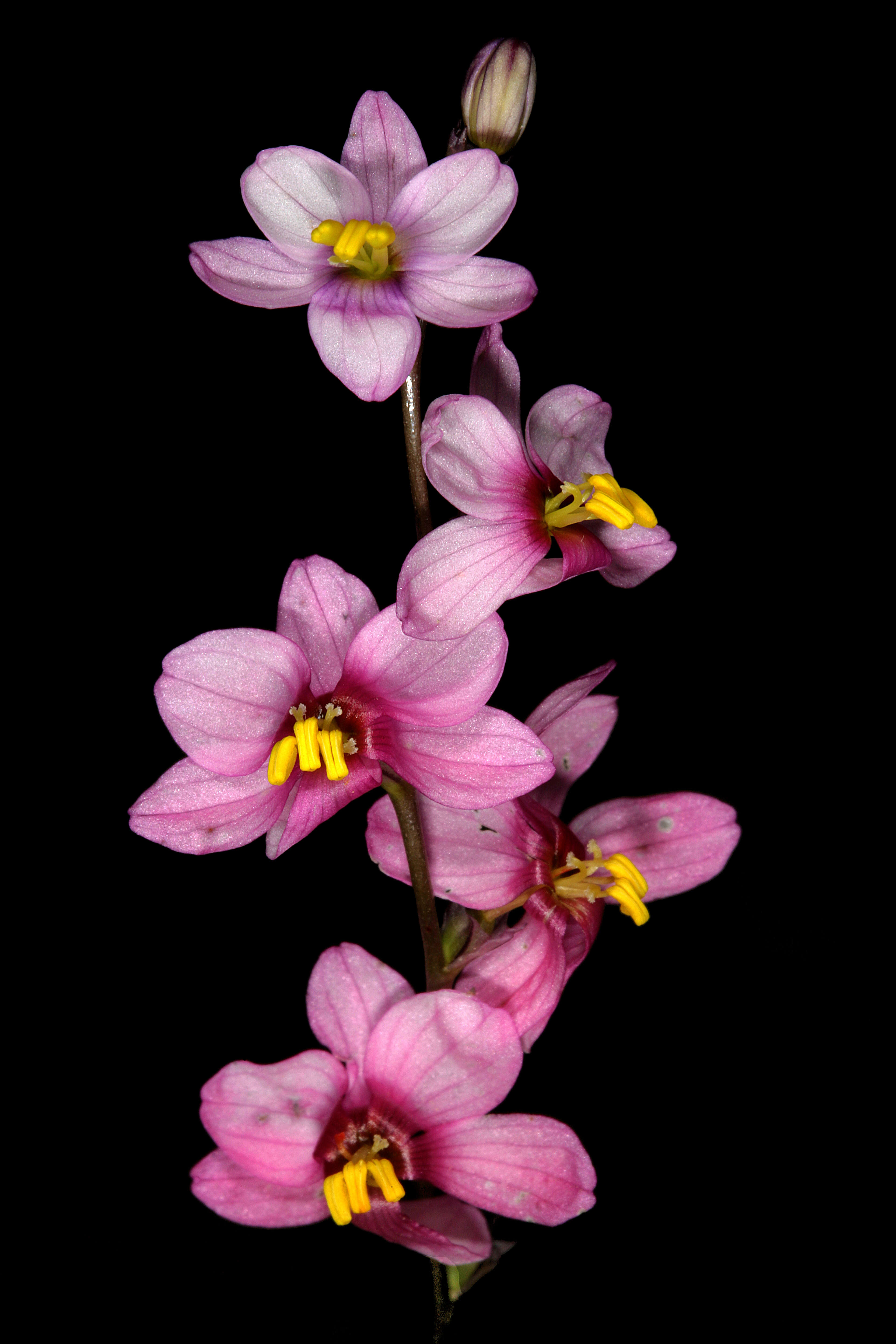 Image de Ixia scillaris L.