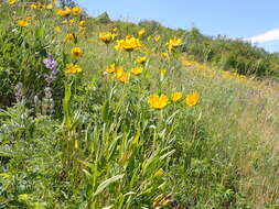 Image of oneflower helianthella