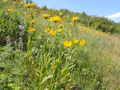 Image of oneflower helianthella