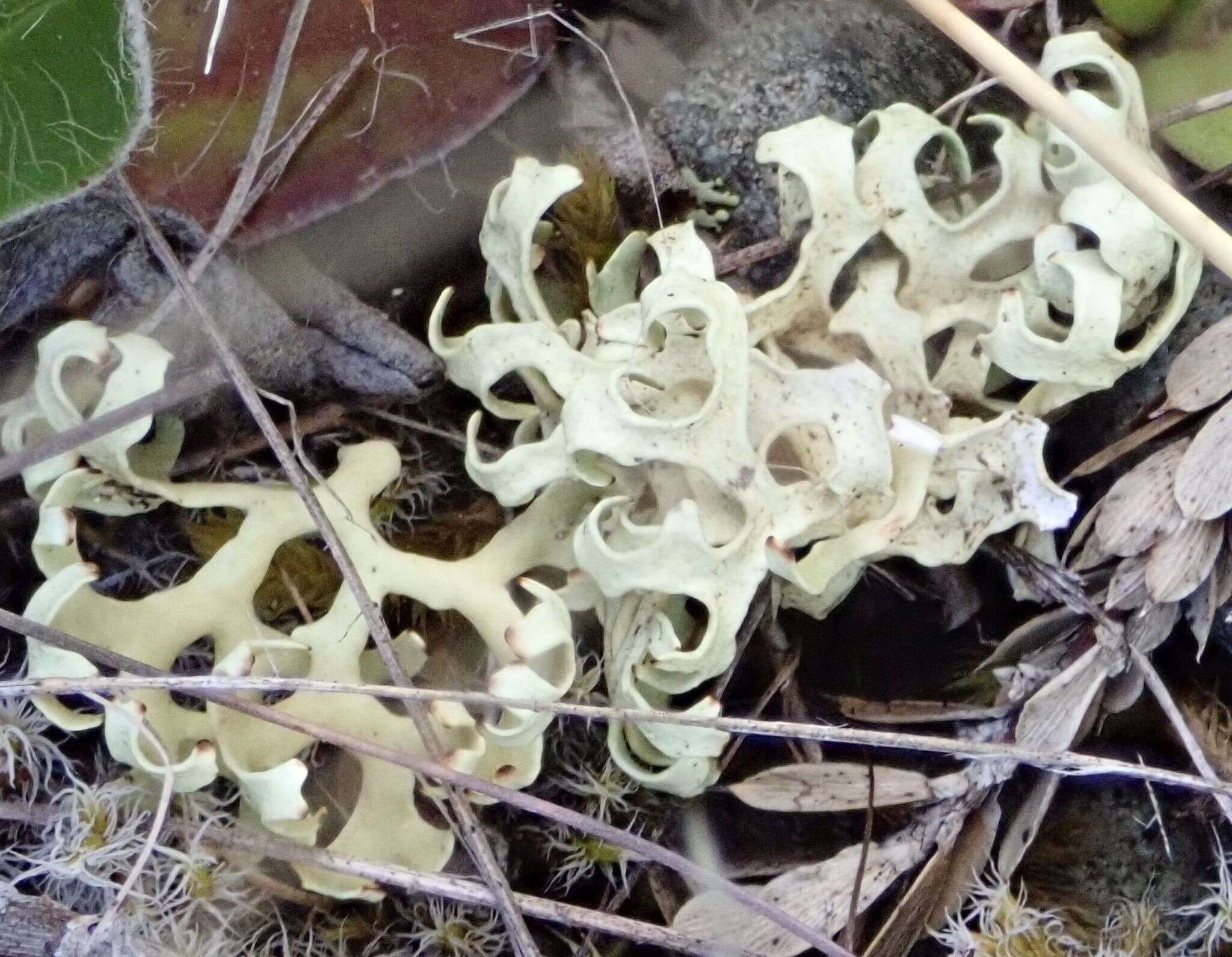 Image of Resurrection lichen