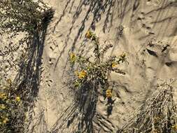 Image of Spanish oyster thistle