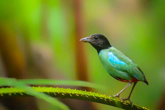 Image of Hooded Pitta