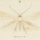 Image of Elachista ochroleuca Meyrick 1923