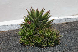 Image of Aloe × nobilis