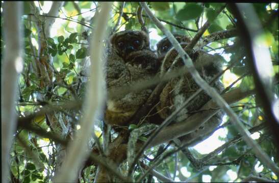 Image of Peyrieras' Woolly Lemur