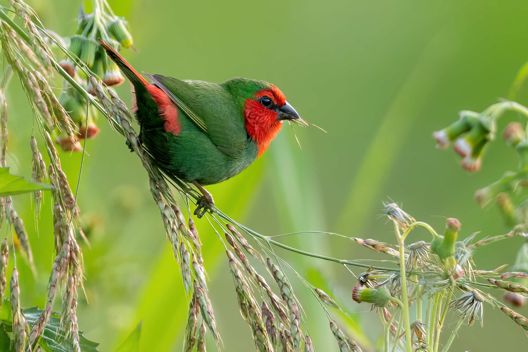 Image of Red-throated Parrot-Finch