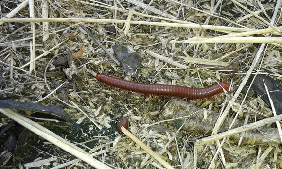 Image of Millipede
