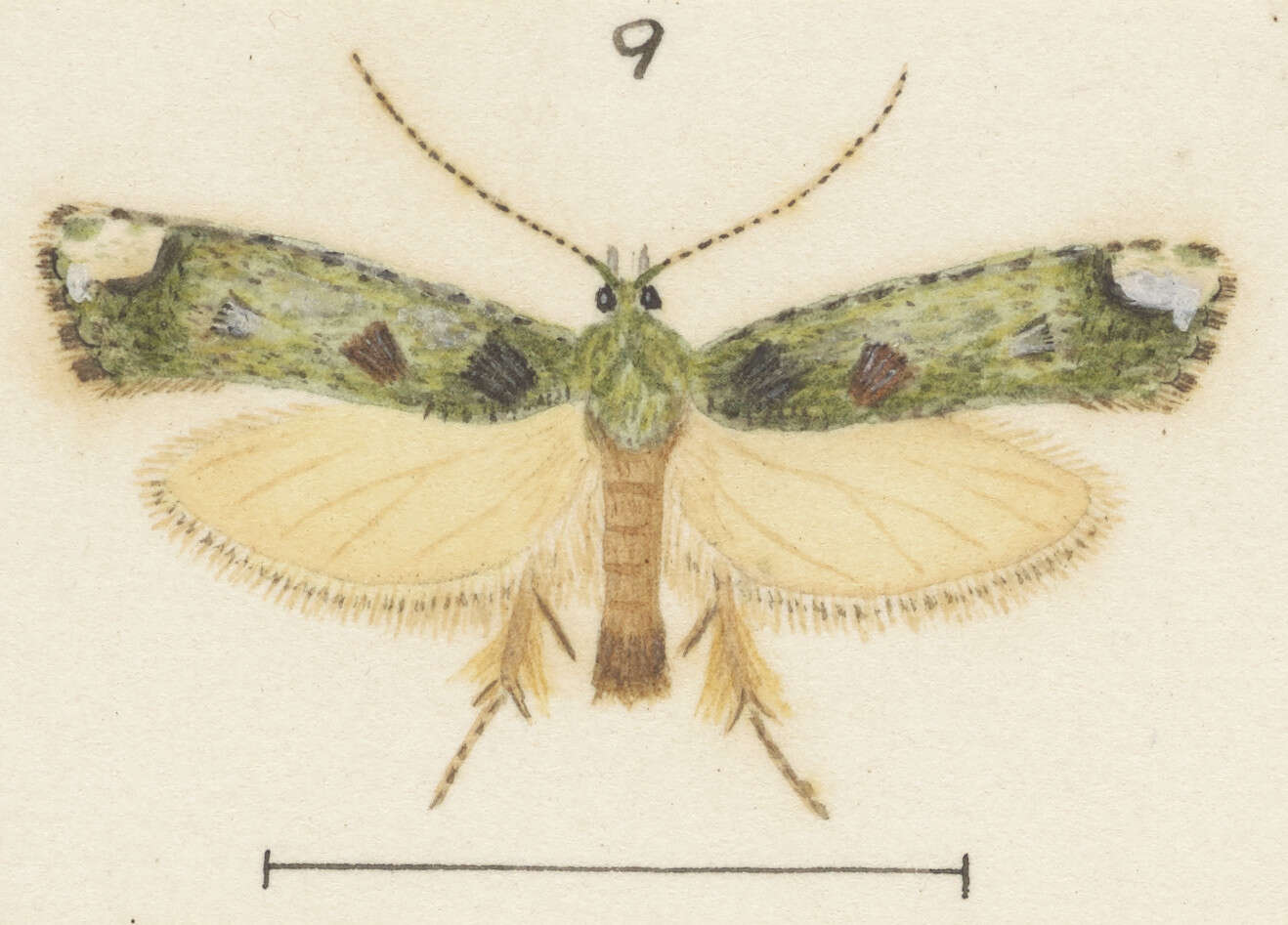 Image of Lysiphragma mixochlora Meyrick 1888