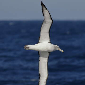 Image de Albatros à cape blanche