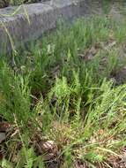 Image of fern-grass
