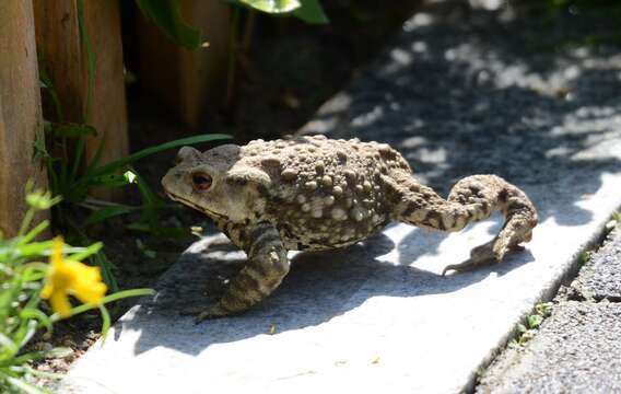 Image of Asiatic Toad