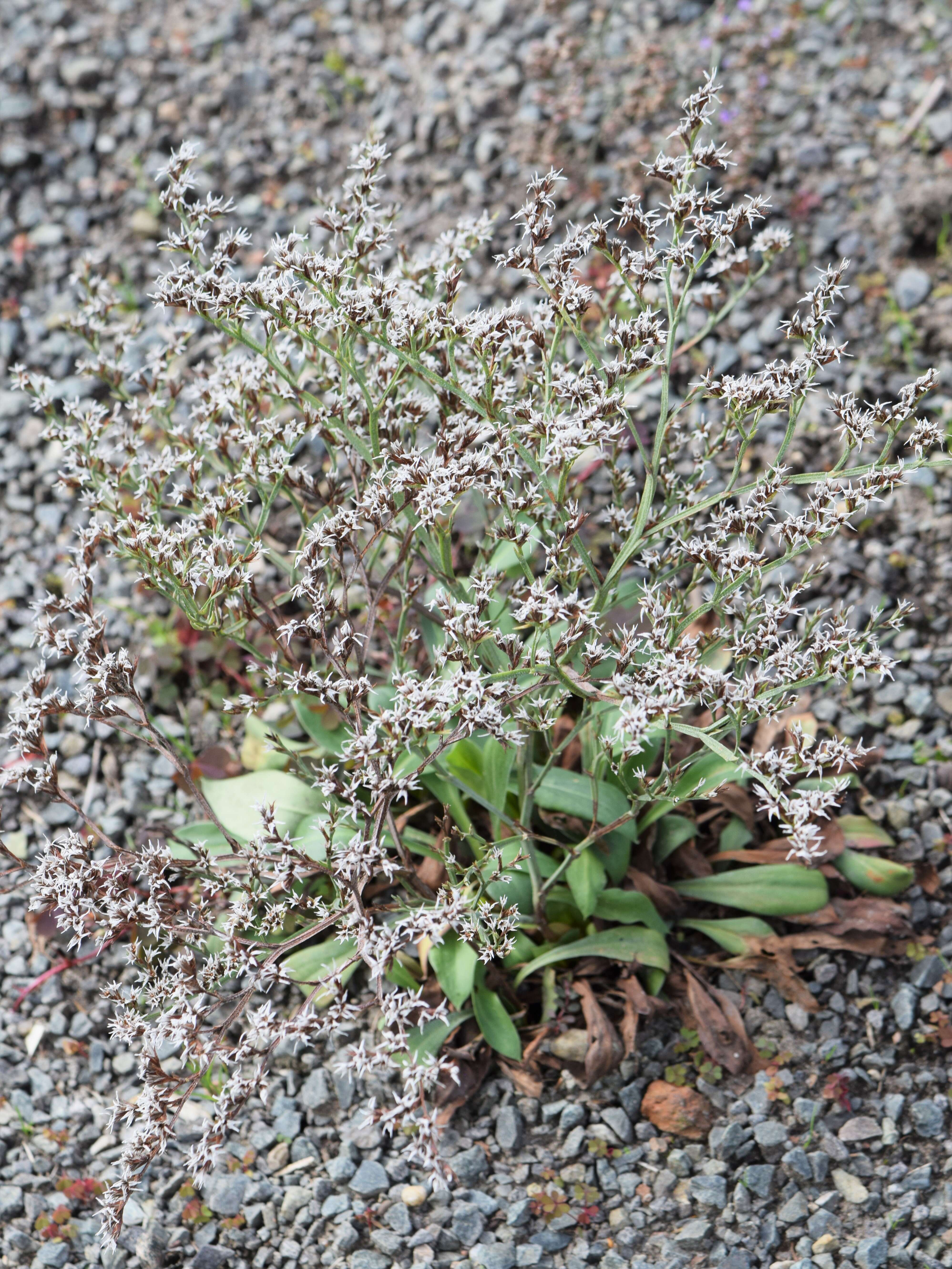 Image of Goniolimon tataricum (L.) Boiss.