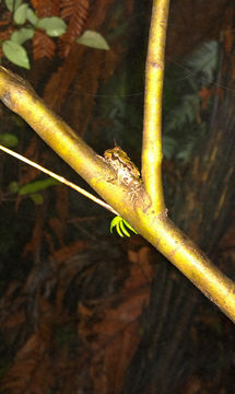 18.https www inaturalist org photos 2864821.580x360