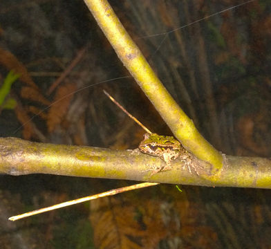 18.https www inaturalist org photos 2864822.580x360