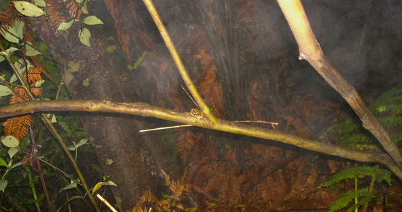 18.https www inaturalist org photos 2864823.580x360
