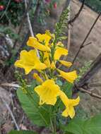 Image of Yellow bells