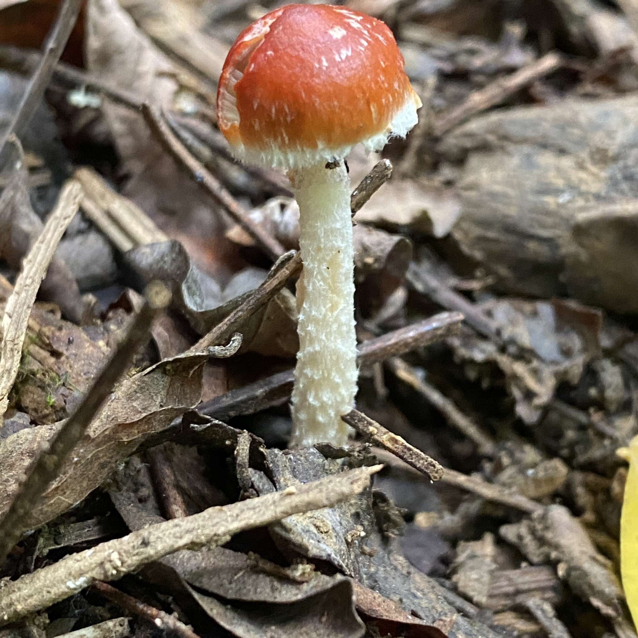 Image of Leratiomyces ceres (Cooke & Massee) Spooner & Bridge 2008