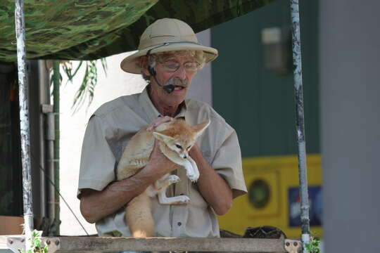 Image of Fennec Fox