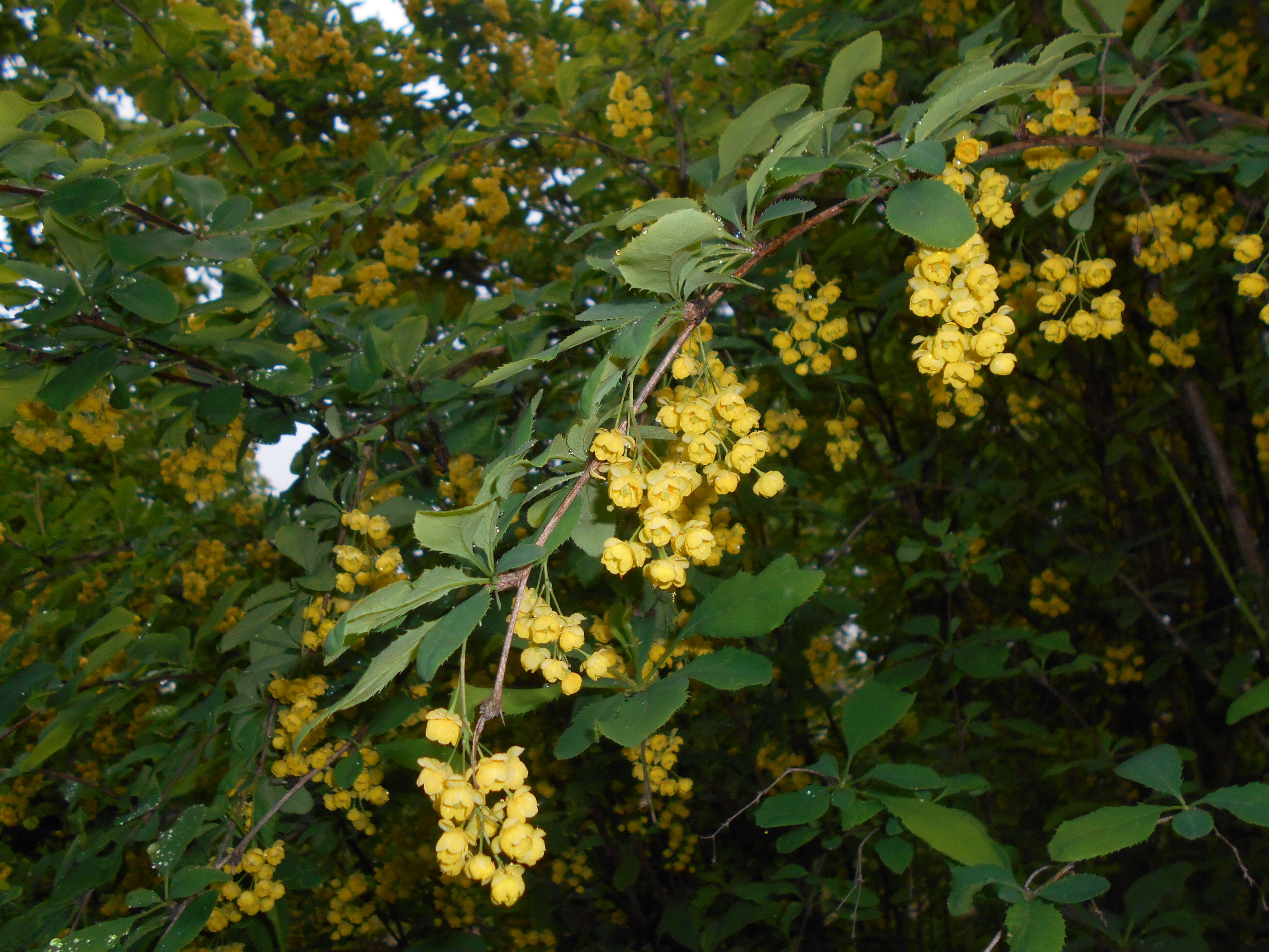 Image de Berberis lycium Royle