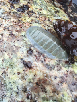 Image of regular chiton