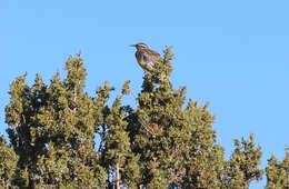 Image of Western Meadowlark