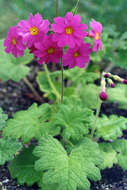 Image of Primula heucherifolia Franch.