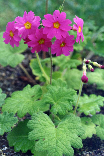 Image of Primula heucherifolia Franch.