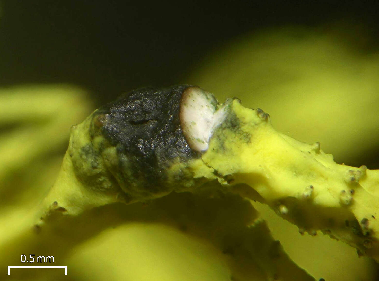Image of Phacopsis vulpina
