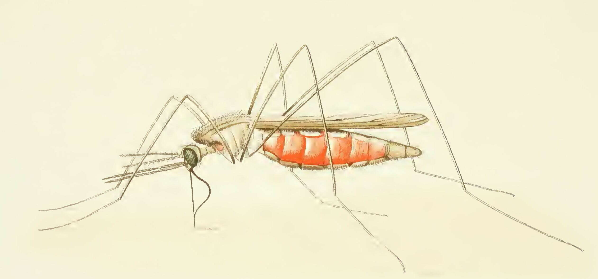 Image of Anopheles maculipennis Meigen 1818