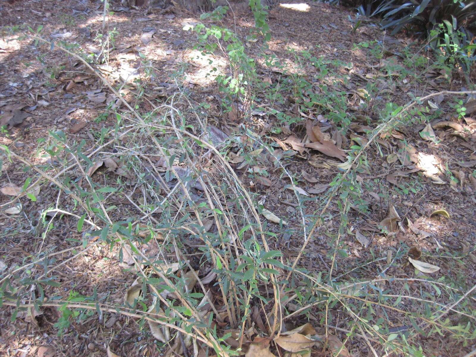 Image de Berberis lycium Royle