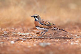 Imagem de Cinclosoma castaneothorax Gould 1849