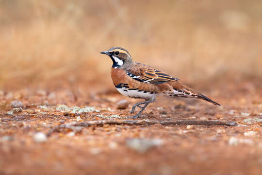 Imagem de Cinclosoma castaneothorax Gould 1849