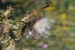 Image of woolly thistle