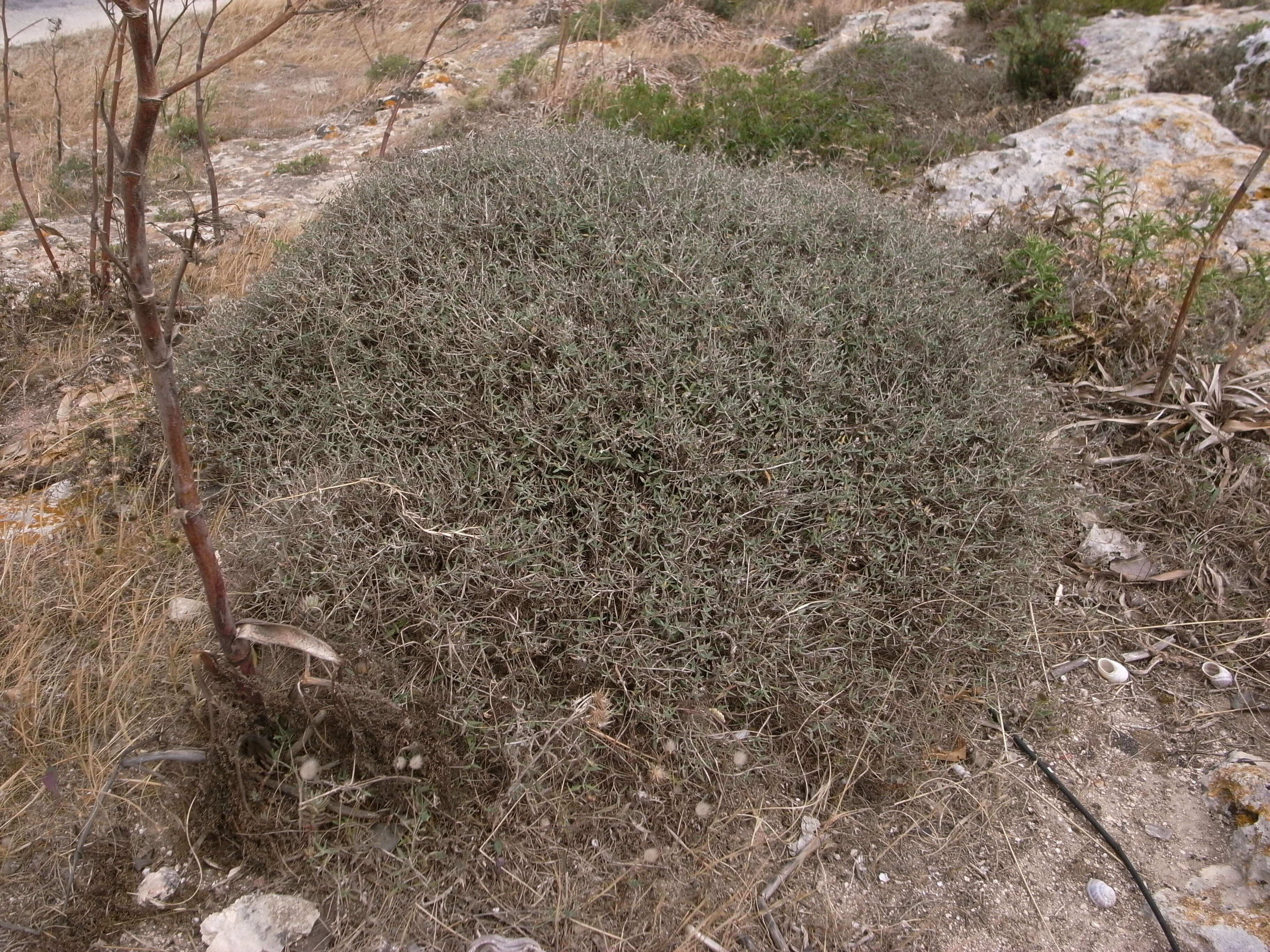 Image of yellow germander