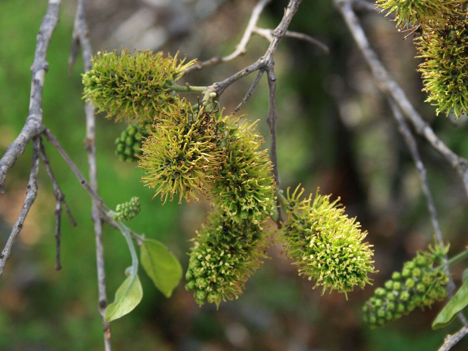 Plancia ëd Combretum zeyheri Sond.