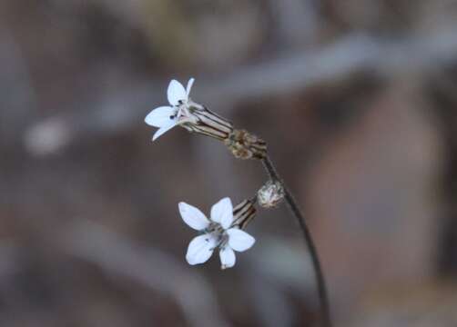 Image of Parry's jepsonia