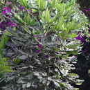Image of <i>Plerandra elegantissima</i>