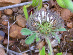 Image of southern clover