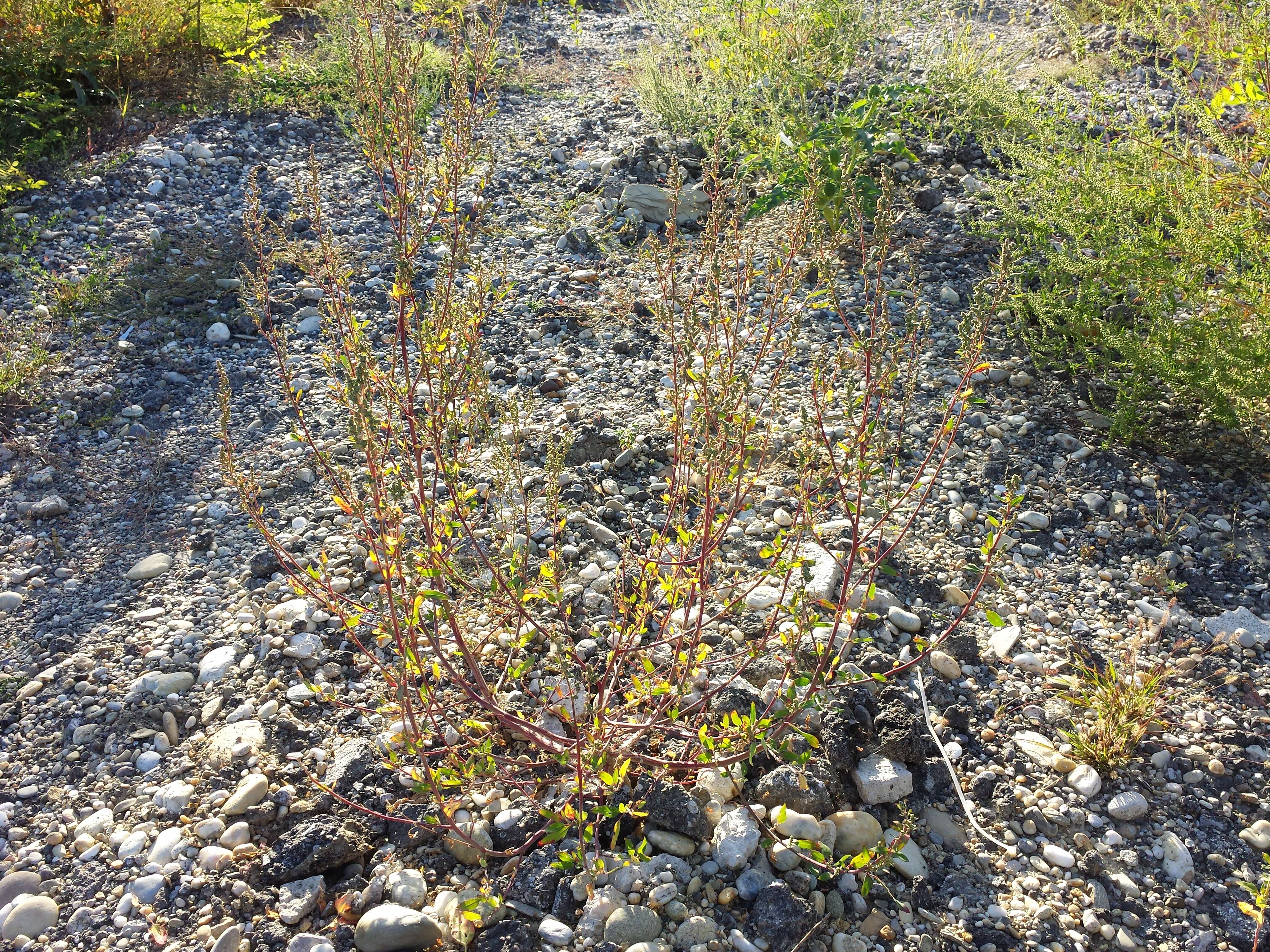 Plancia ëd Chenopodium strictum Roth