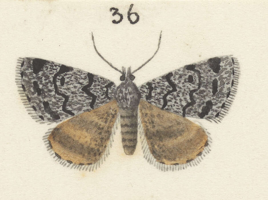 Plancia ëd Dichromodes niger Butler 1877