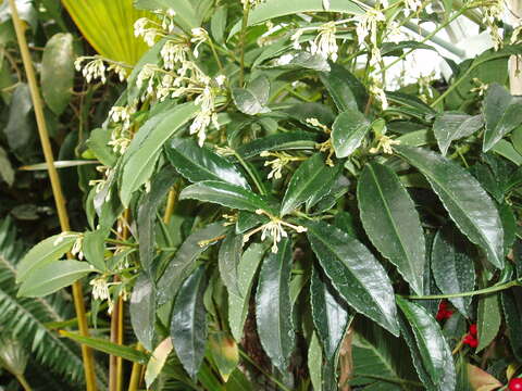 Plancia ëd Ardisia crispa (Thunb.) A. DC.