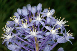 Image of Large blue squill