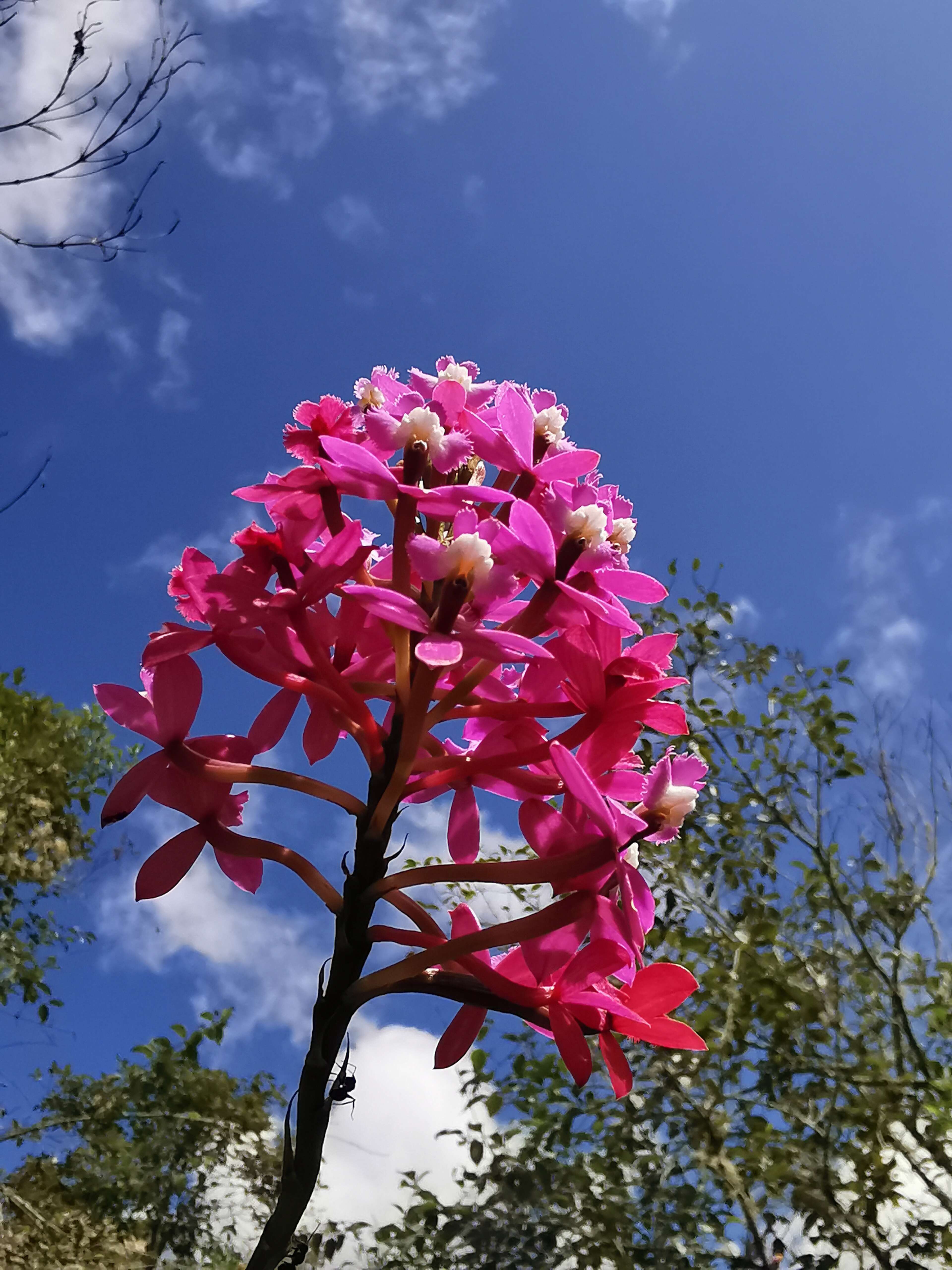 Image of Lopsided star orchid