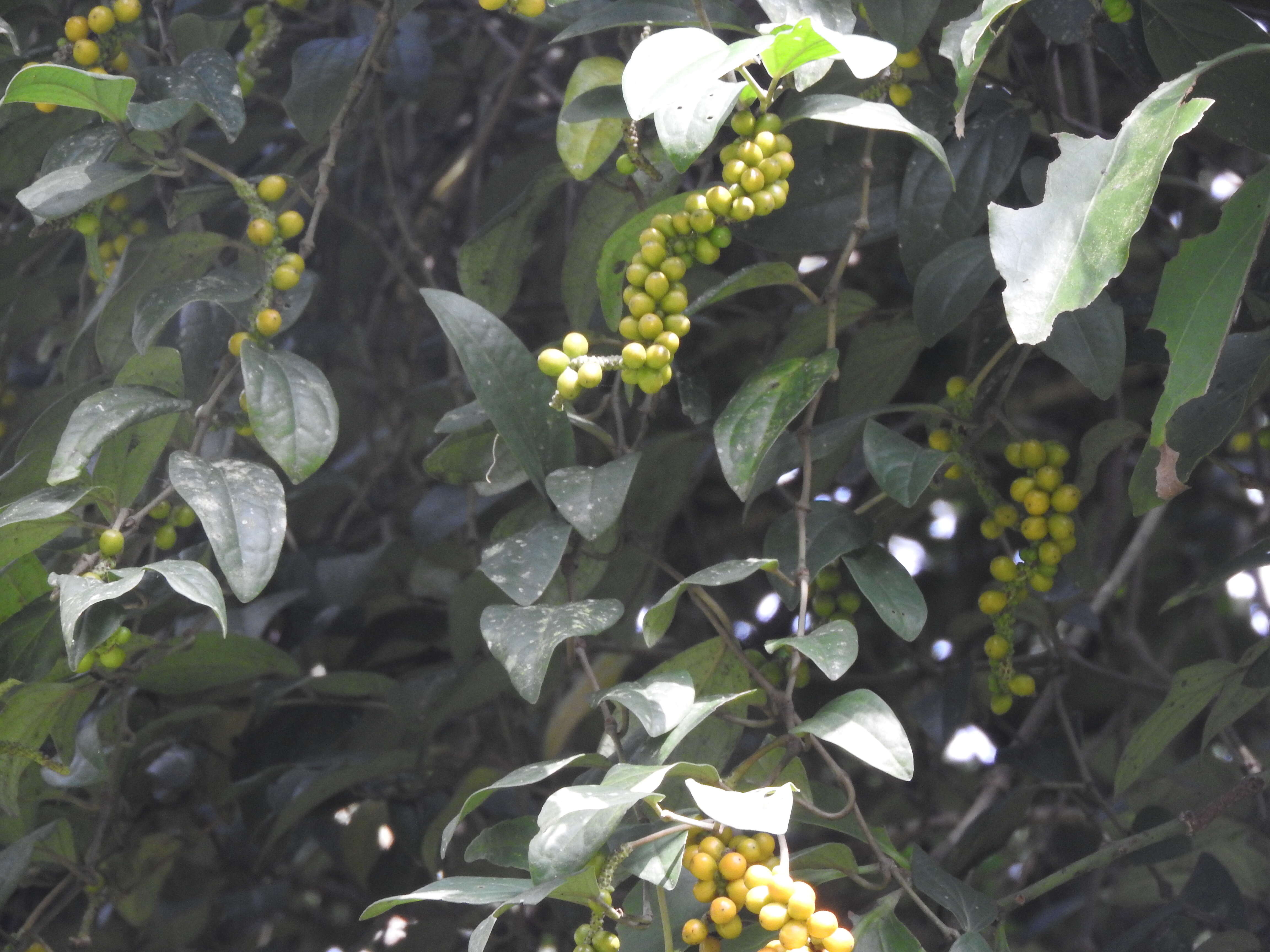 Image of Chinese holly