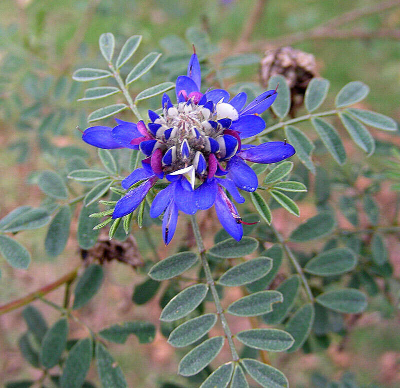 Image of Dalea coerulea (L. fil.) Schinz & Thell.