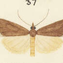 Tortrix demiana Meyrick 1882的圖片